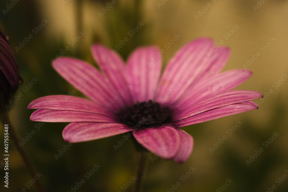 Obraz premium pink flower