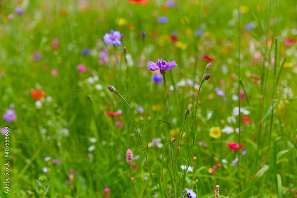 Beautiful colorful blooming meadow with wildflowers, (Close-up).