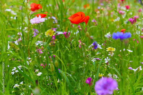 Beautiful colorful blooming meadow with wildflowers, (Close-up).