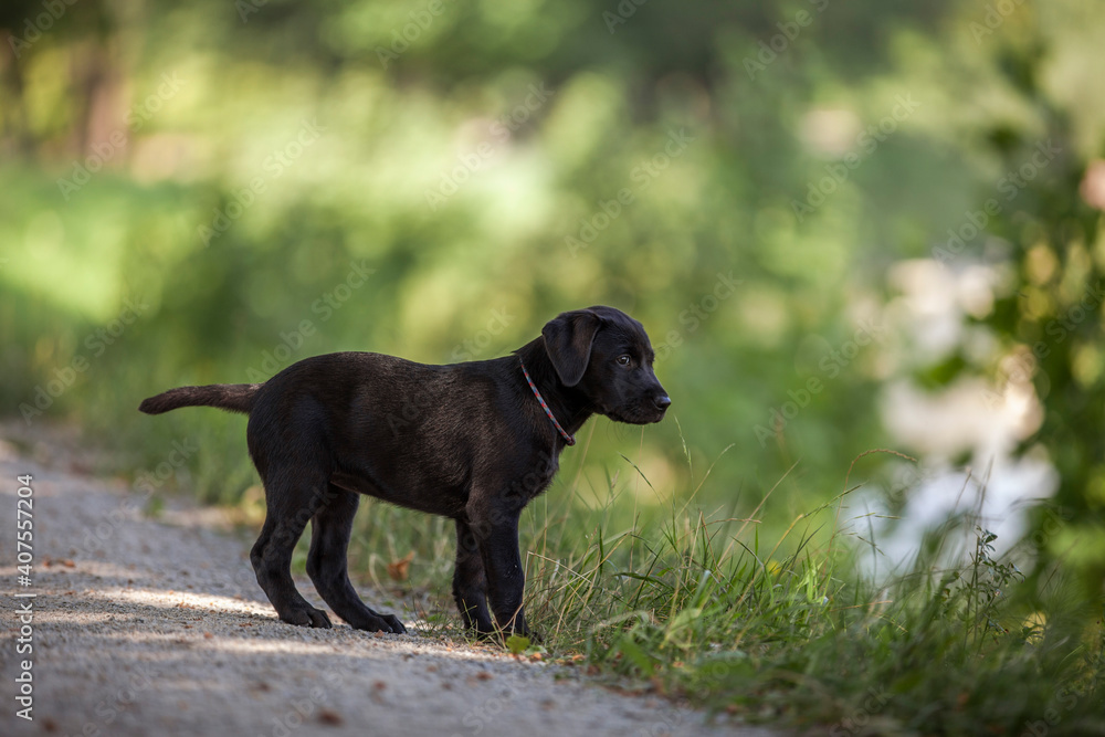 Obraz premium Labrador Welpe beim spazieren gehen.