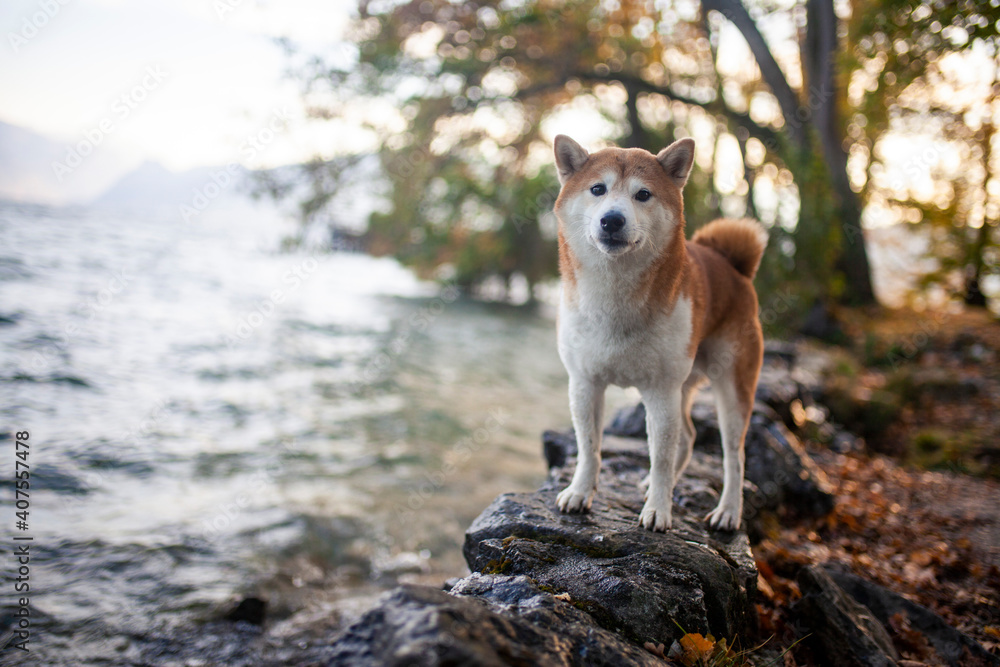 Shiba Inu steht auf Steinen neben dem Wasser. Shiba Inu steht auf Steinen neben dem Wasser.