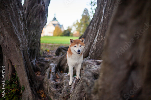 Shiba Inu steht auf Wurzeln im Wald.