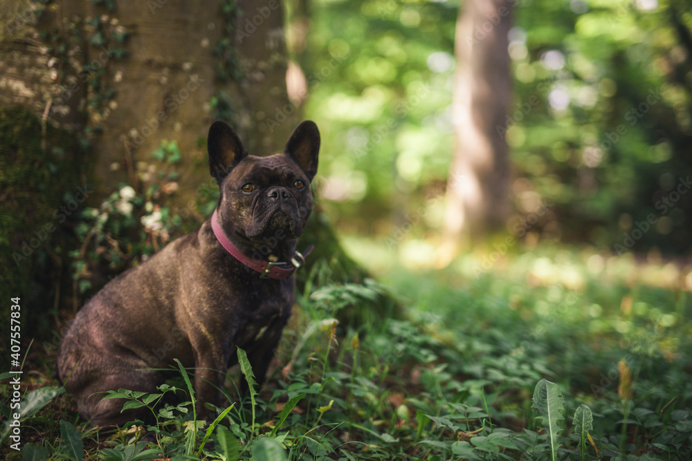 Französische Bulldogge sitzt im Wald im Gras.