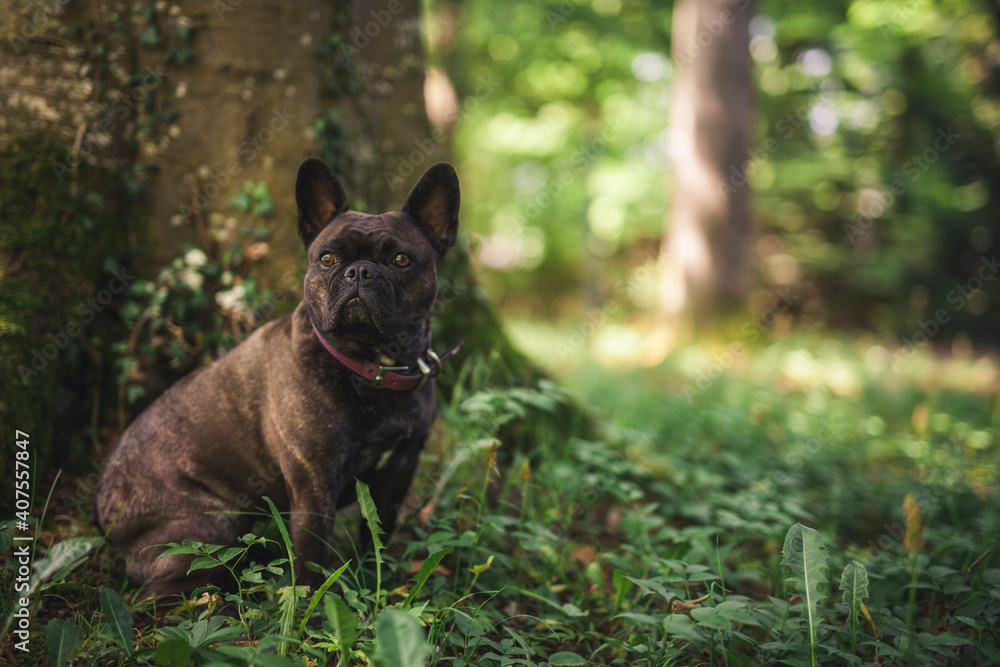 Französische Bulldogge sitzt im Wald im Gras. Französische Bulldogge sitzt im Wald im Gras.