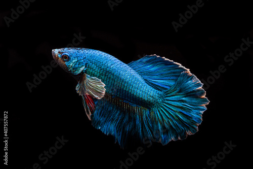 Photography siamese fighting fish