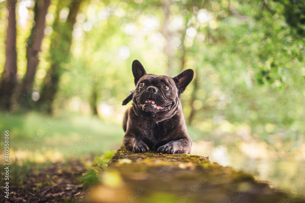 Französische Bulldogge liegt auf einem Stein im Park. Französische Bulldogge liegt auf einem Stein im Park.