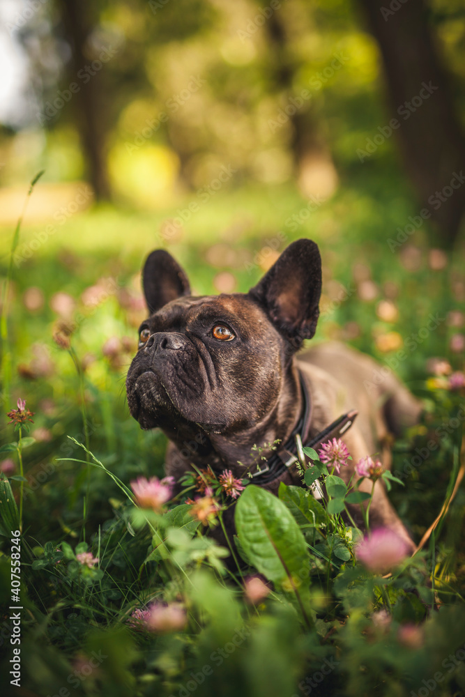Französische Bulldogge im Gras in einem Park.