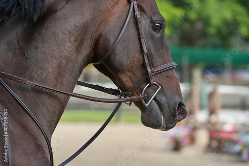 jumper horse © russellg10