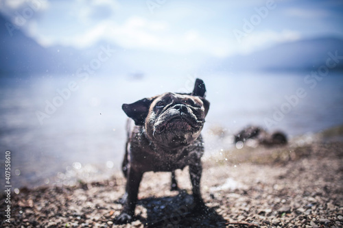 Französische Bulldogge steht auf Stiegen neben dem Wasser.