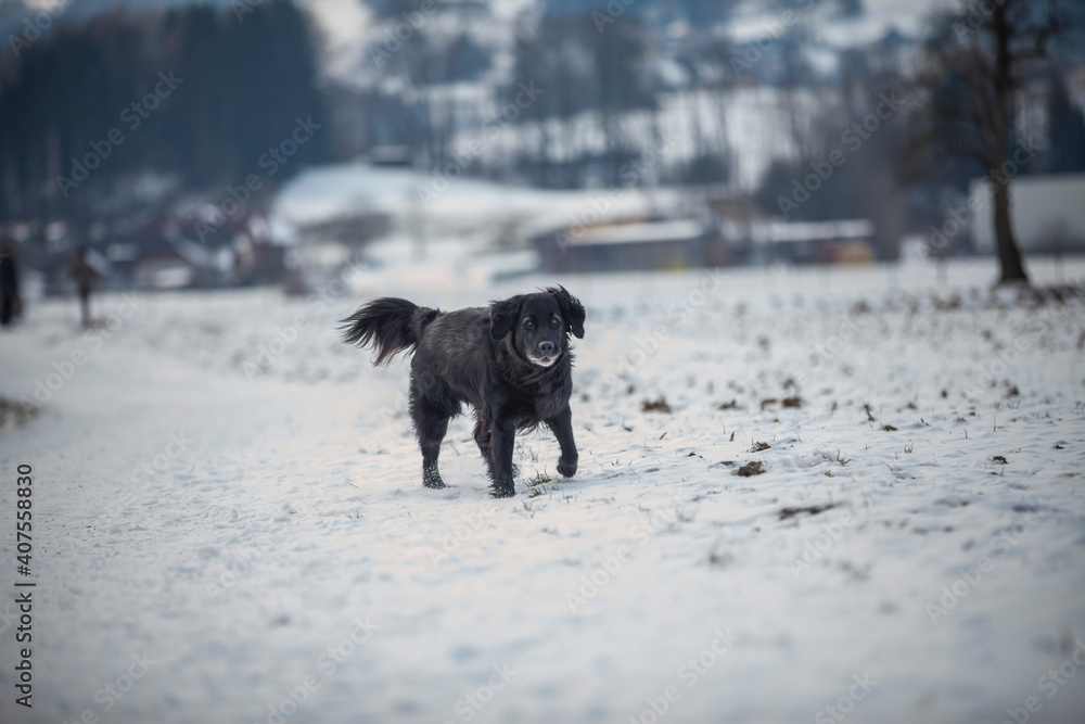 Flat coatet Retriver läuft auf einer verschneiten Wiese. Flat coatet Retriver läuft auf einer verschneiten Wiese.