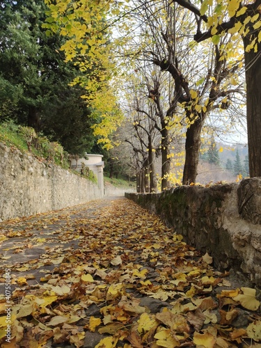 autumn in the park