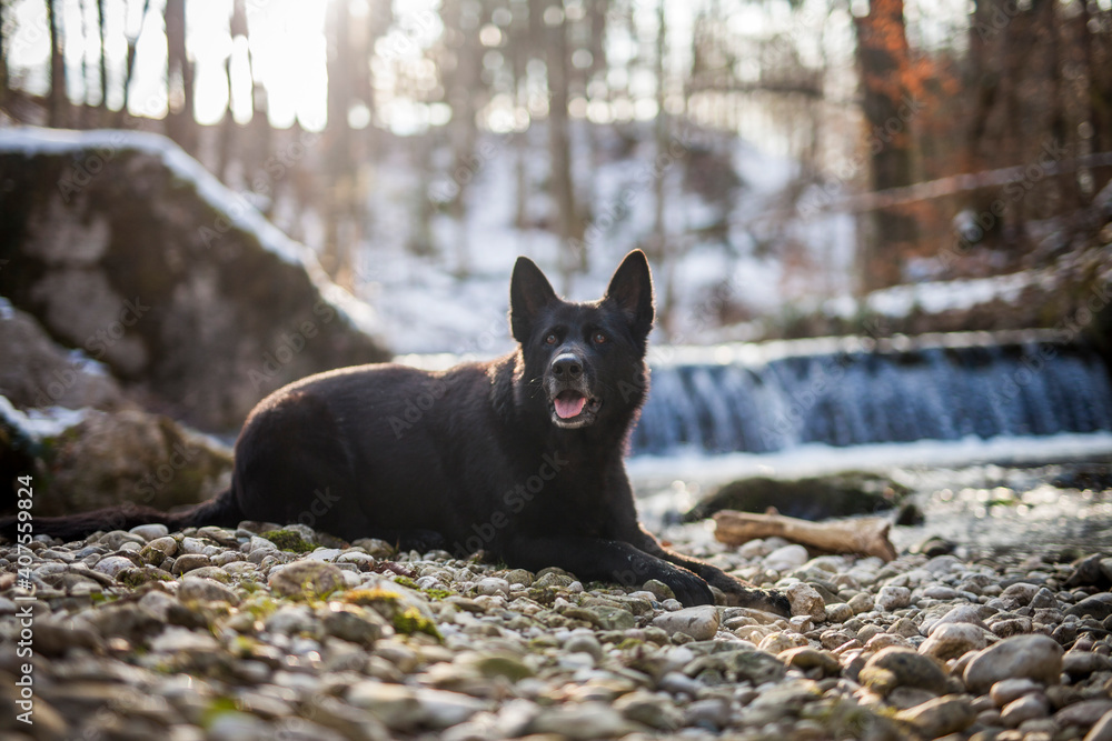 Obraz premium Schwarzer Schäferhund im Wald. Hund sitzt neben einem Fluss.