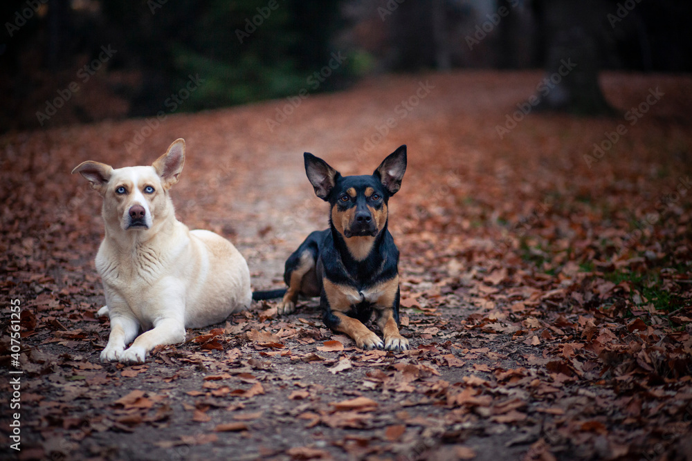 Zwei hunde zusammen im Herbst. Hunde Freunde liegen im Laub. Ein australian Kelpie und ein Mischling zusammen in der natur Zwei hunde zusammen im Herbst. Hunde Freunde liegen im Laub. Ein australian Kelpie und ein Mischling zusammen in der natur