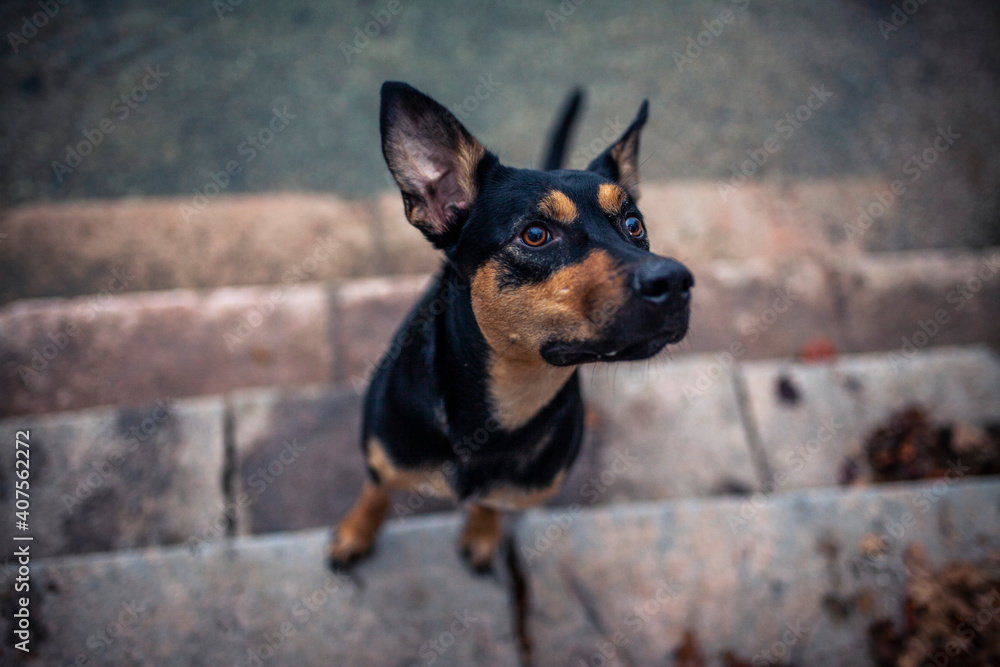 Potrait von einem Australian Kelpie im Herbst. australischer schwarzer Hund im Laub. Potrait von einem Australian Kelpie im Herbst. australischer schwarzer Hund im Laub.