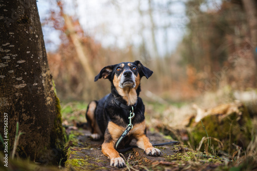 Portrait von einem Mischling Hund im Wald. Spaziergang mit einem mixed breed an der Leine