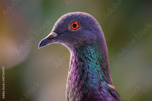 The Rock Pigeon