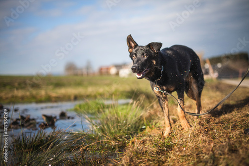 Portrait von einem deutschen sch  ferhund in der Natur. Schwarzer hirte hund drau  en im Wald und beim See.