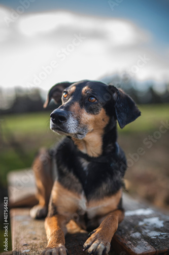 Portrait von einem Mischling Hund. Mixed Breed im Wald. © lichtflut_photo