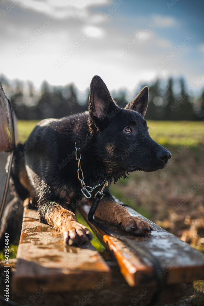 Portrait von einem deutschen schäferhund in der Natur. Schwarzer hirte hund draußen im Wald und beim See. Portrait von einem deutschen schäferhund in der Natur. Schwarzer hirte hund draußen im Wald und beim See.