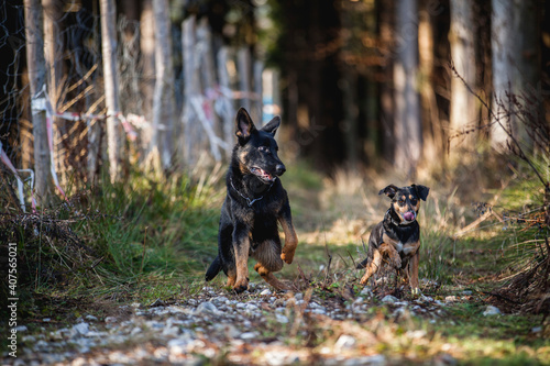 Portrait von einem deutschen schäferhund in der Natur. Schwarzer hirte hund draußen im Wald und beim See.