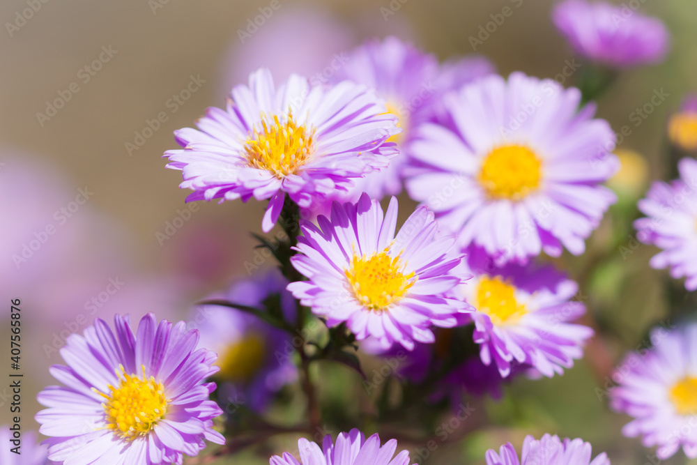 Symphyotrichum novi-belgii (syn. Aster novi-belgii), of the daisy family (Asteraceae). Symphyotrichum novi-belgii (syn. Aster novi-belgii), of the daisy family (Asteraceae).