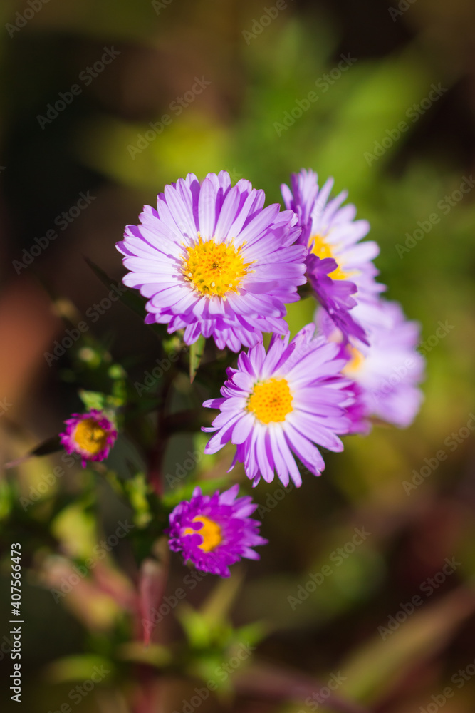 Symphyotrichum novi-belgii (syn. Aster novi-belgii), of the daisy family (Asteraceae). Symphyotrichum novi-belgii (syn. Aster novi-belgii), of the daisy family (Asteraceae).