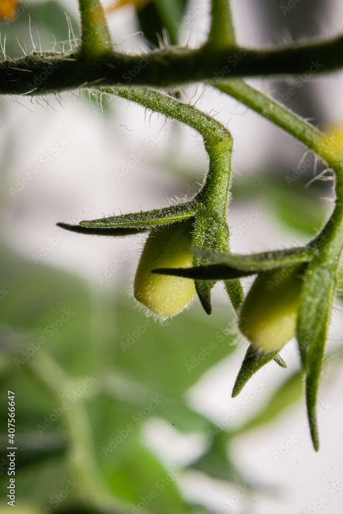 macro closeup of sprout or cluster of buds
or fruits of tomatoes in new plant macro closeup of sprout or cluster of buds
or fruits of tomatoes in new plant