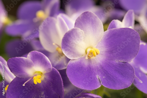 Seven-spotted ladybug on a purple violet. Macro.