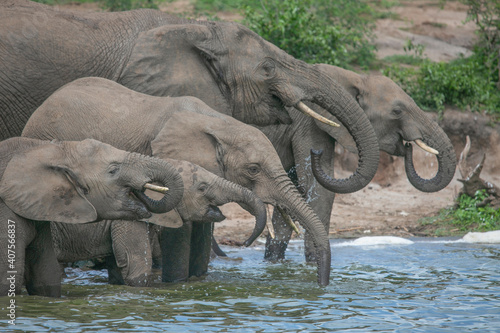 African Elephant drinking water on the bank of a river in Uganda's Quenn Elizabeth National Park.