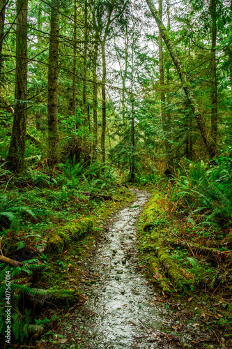 A scenic forest hiking trail on Whidbey Island in the Pacific Northwest with lush vegetation.
