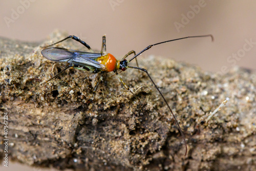 Image of an Assassin bug on nature background. Insect. Animal © yod67
