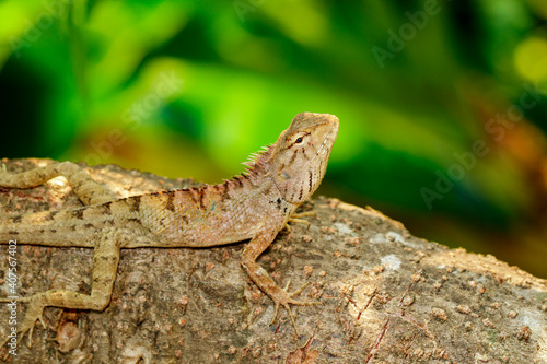Image of brown chameleon on the tree on the natural background. Reptile. Animal.