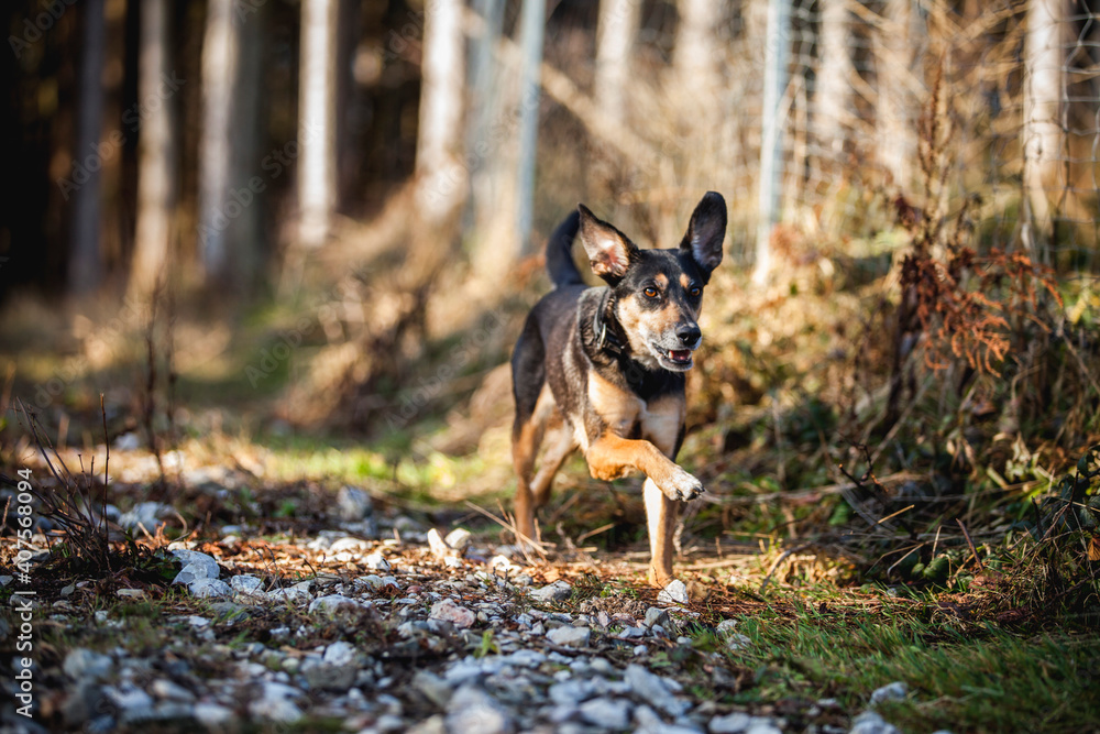 Portrait von einem Mischling Hund. Mixed Breed im Wald. Portrait von einem Mischling Hund. Mixed Breed im Wald.