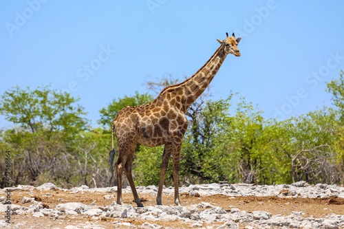Lone giraffe standing in front of green trees in Etosha National Park