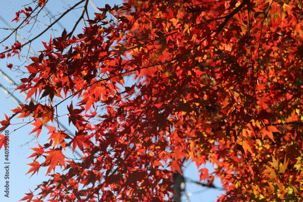 日本の秋の風景 紅葉 もみじ 赤い 落ち着いた 鮮やか