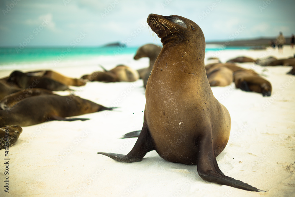 Naklejka premium Playful sea lion posing on beach in Galapagos Islands