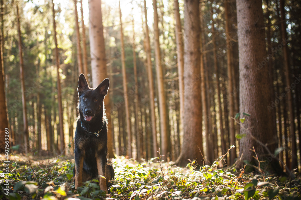 Fototapeta premium Portrait von einem deutschen schäferhund in der Natur. Schwarzer hirte hund draußen im Wald und beim See.