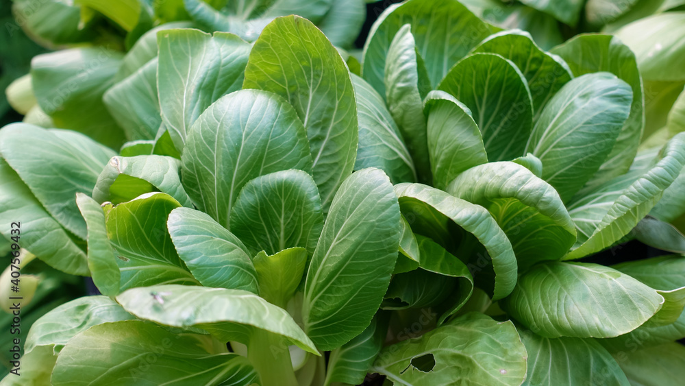 Background Fresh green vegetables for salad in organic farm Background Fresh green vegetables for salad in organic farm