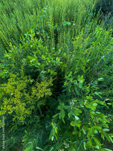 close-up view of beautiful lush green wild flowering greenery shrubs ground cover