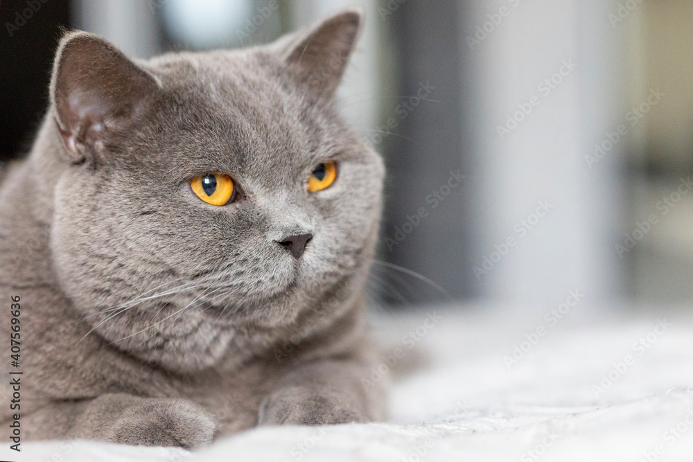 Portrait of lying gray cat with orange eyes close-up. British blue Shorthair cat. Selective focus.