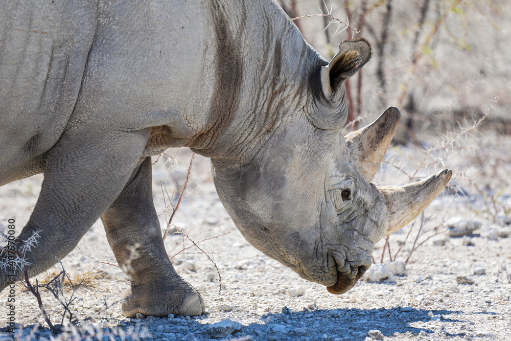 Obraz premium Close up of white rhino walking in the dry landscape of Etosha National Park