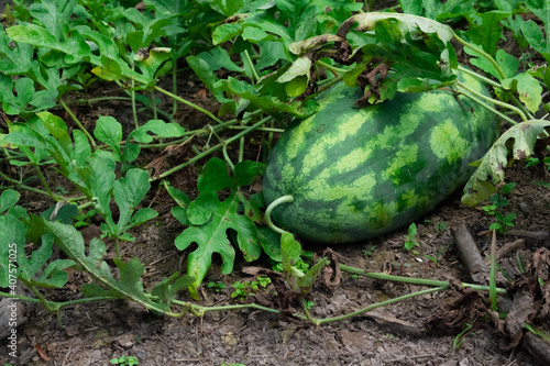 wild watermelon (ID: 407571025)