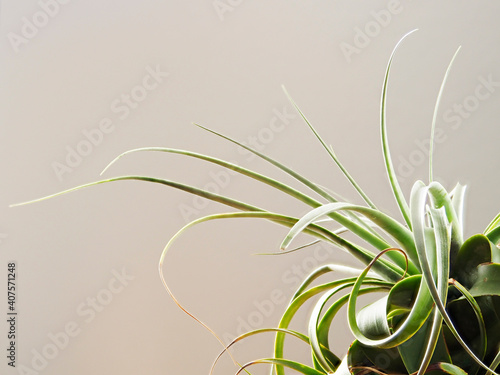 Tokyo,Japan-January 20, 2021: Closeup of Tillandsia xerographica, a species of bromeliad that is native to Latin America.
 photo