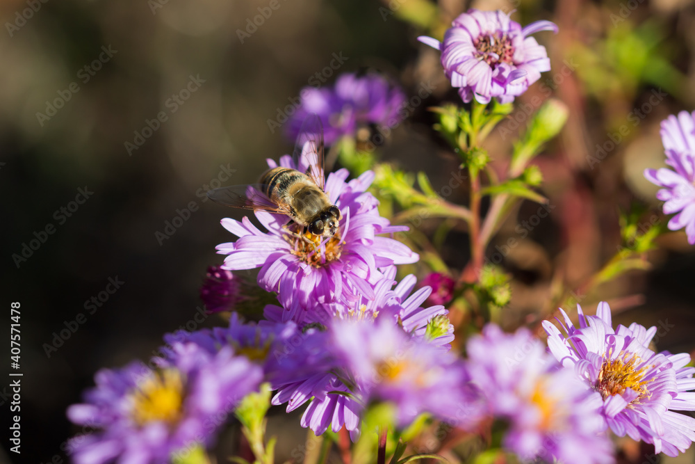The common drone fly (lat. Eristalis tenax), of the family Syrphidae, and Symphyotrichum novi-belgii (syn. Aster novi-belgii), of the daisy family (Asteraceae).