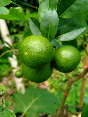 Green lime on a tree in the backyard.