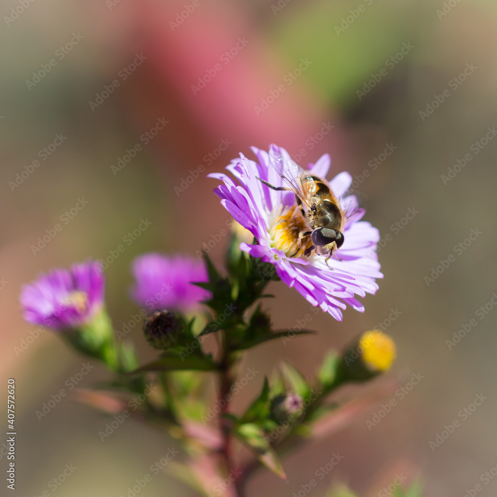 The common drone fly (lat. Eristalis tenax), of the family Syrphidae, and Symphyotrichum novi-belgii (syn. Aster novi-belgii), of the daisy family (Asteraceae). The common drone fly (lat. Eristalis tenax), of the family Syrphidae, and Symphyotrichum novi-belgii (syn. Aster novi-belgii), of the daisy family (Asteraceae).
