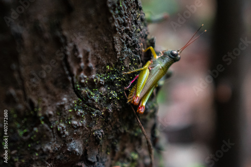 grasshopper on a tree (ID: 407572680)