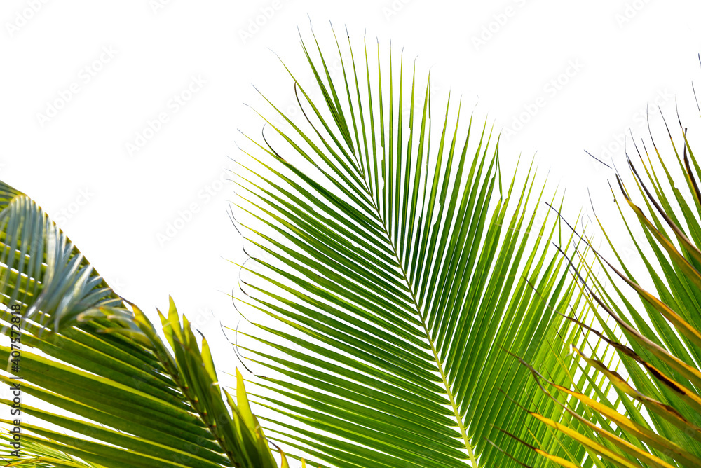 Fototapeta premium leaves of coconut tree isolated on white background, clipping path included.