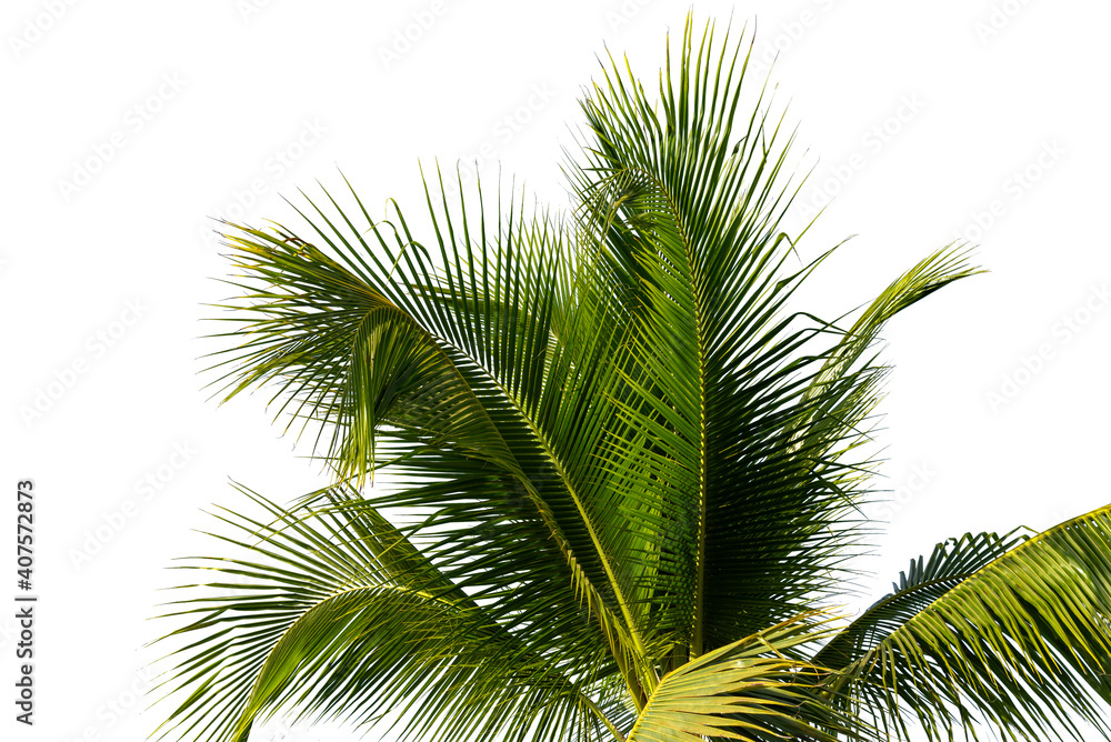 Fototapeta premium leaves of coconut tree isolated on white background, clipping path included.