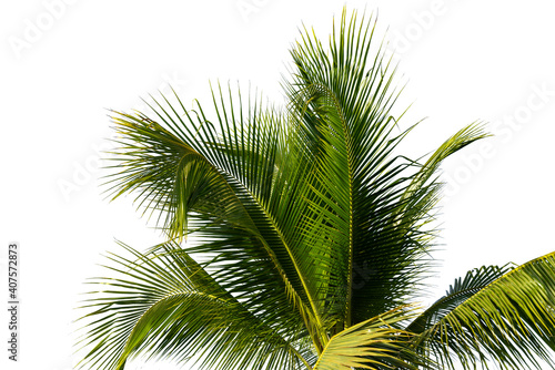 leaves of coconut tree isolated on white background  clipping path included.